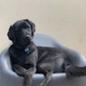 Meet your Posher, Finlay